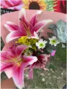 Single Acapulco Bouquet 